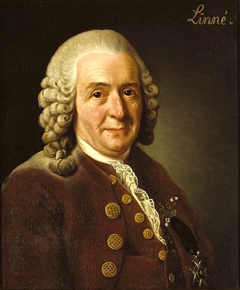 Портрет Карла Линнея. Александр Рослин. 1775 год